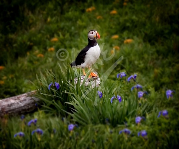 Puffin
